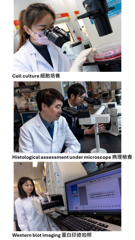 在實驗室進行的多種研究過程，主要包括細胞培養、病理檢查及蛋白印跡拍照。